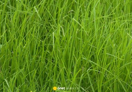 Kiedy najlepiej kosić trawę? Eksperci podali konkretny termin