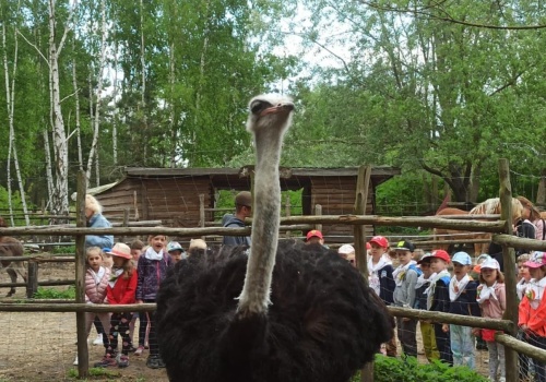 Poznań – skandaliczna decyzja prokuratury! Rusza proces Jakuba G. oskarżonego w sprawie zabójstwa i zgwałcenia strusia Zenka