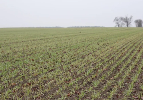 Jęczmień żółknie po zimie? Sprawdź, co zrobić, żeby nie stracić plonu