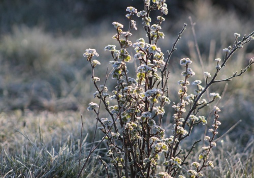 Przymrozki w województwie lubelskim. IMGW wydał ostrzeżenie pierwszego stopnia
