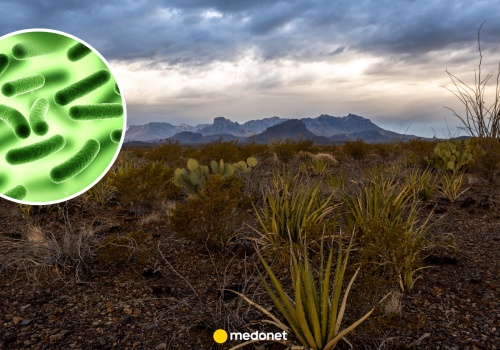 Bakterie z głębokich jaskiń mogą pomóc w walce z opornością. Szansa na nowe leki rośnie