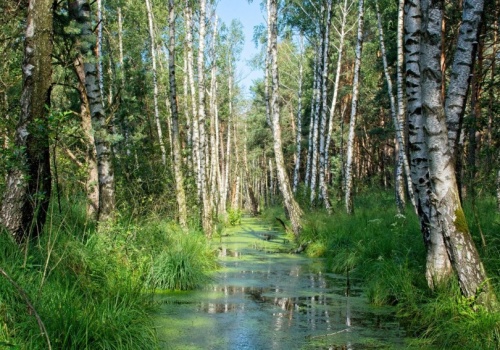 Neandertalczycy wykorzystywali dziegieć brzozowy również w medycynie?