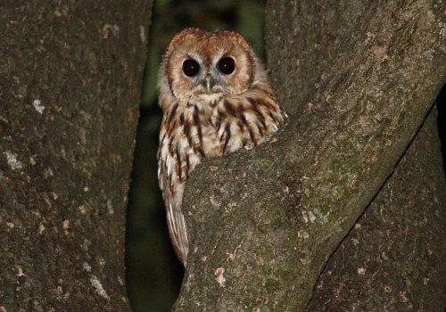 Cicha wojna w podkarpackich lasach. Naukowcy odkrywają, kto naprawdę rządzi nocą