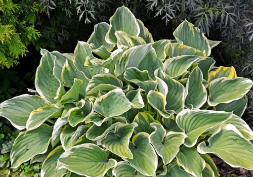 Twoje funkie marnieją? Ten zabieg przywróci hostom blask