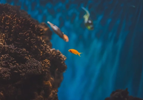Akwarium dla początkujących – jak zacząć przygodę z akwarystyką bez błędów?