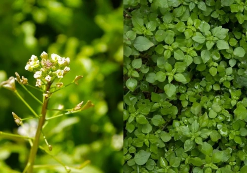 Tasznik i gwiazdnica w rzepaku po zimie. Czym poprawić zabieg?