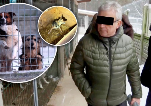 Setki psów cierpiały w Sobolewie. 