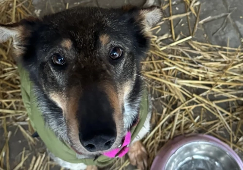 Futrzani Przyjaciele 2.0 w Siedlcach. Setki kilogramów karmy i pomoc dla bezdomnych zwierząt