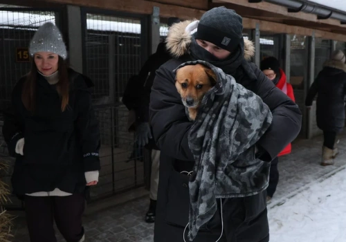 Koszmar zwierząt w Sobolewie. Jest wyrok w sprawie schroniska 