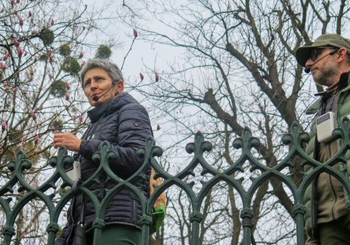 Już kwitną! Na spacer szlakiem kwitnących magnolii Muzeum Śląska Cieszyńskiego zaprasza w najbliższą niedzielę
