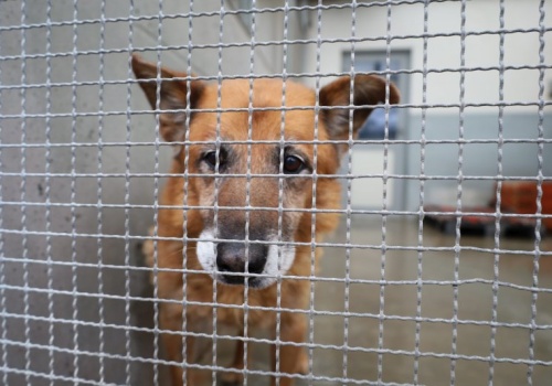 Do tego schroniska trafiały psy z naszego regionu. Właściciel skazany za znęcanie się nad zwierzętami