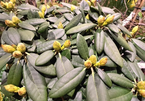 Wsyp 10 łyżek do wody i podlej rododendron w marcu. Ogrodnicy bez wątpliwości: „utonie w kwiatach”