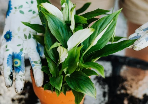 Dwa skrzydłokwiaty są lepsze niż jeden. Zrób to teraz i zyskaj nowe rośliny