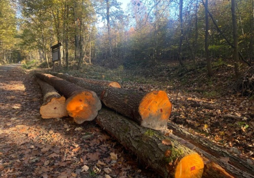 Rząd obiecuje ochronę, lasy idą pod topór. Alarmujące dane o wycinkach