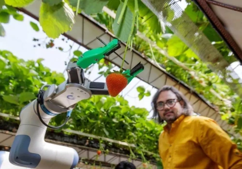 Robot zbiera truskawki. Czy gospodarstwa zautomatyzują zbiory?