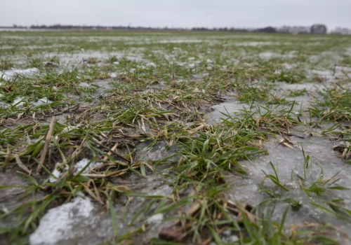 Szok po zimie i pilny alarm dla rolników. VH Polska rusza z wiosennym sezonem ubezpieczeń upraw