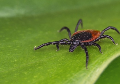 Ten zapach odstrasza kleszcze. Pajęczaki uciekają w popłochu