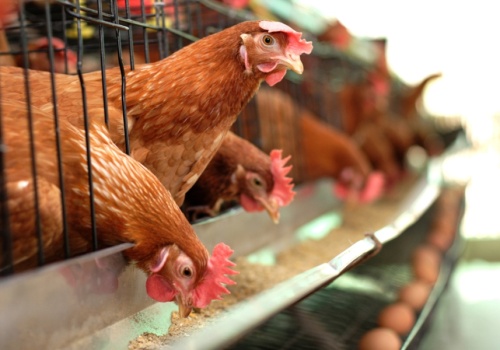 Rewolucja na rynku. Sieci handlowe mówią koniec jajom klatkowym