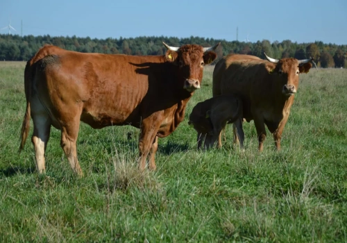 Ceny bydła 24.03.2026: ile płacą ubojnie przed Wielkanocą?
