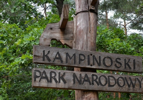 Biały łoś w Kampinoskim Parku Narodowym. Park wyjaśnia zjawisko leucyzmu