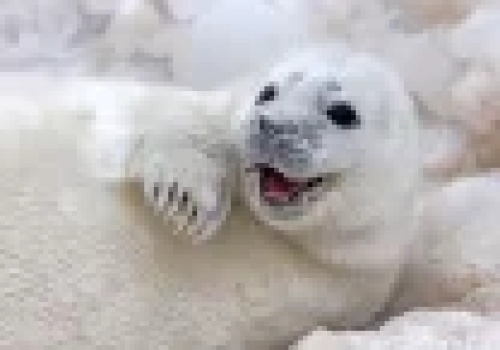 Przybierają 2,5 kg dziennie i są tak tłuste, że się toczą.