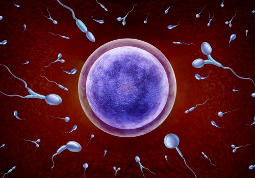 Teratozoospermia: przyczyny, objawy, diagnostyka i leczenie 