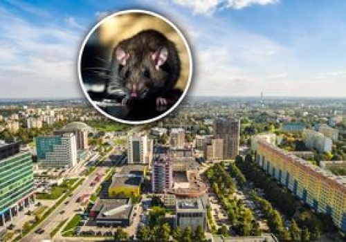 Plaga szczurów w polskim mieście. Spółdzielnia reaguje