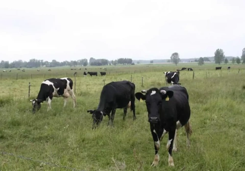 Co dalej z cenami mleka? Dane GUS i GDT dają wyraźny sygnał