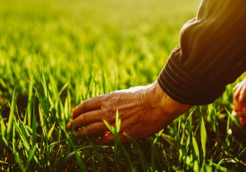Zwalczanie chwastów w pszenicy ozimej: Jak skutecznie wykonać zabieg poprawkowy wiosną?