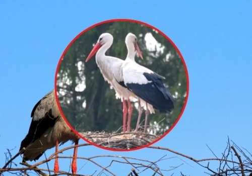 To najbardziej rozpoznawalny bocian na Mazurach. Do Krutka przyleciała partnerka