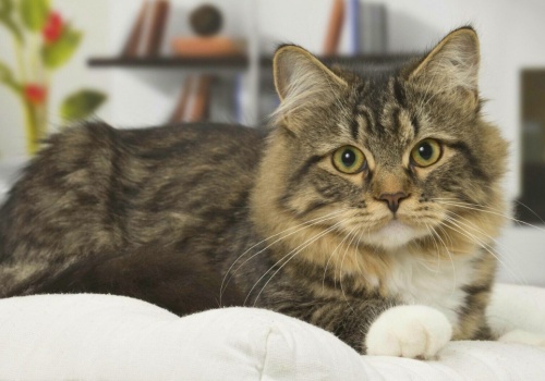 Sprawdź, co wiesz o kotach. Quiz dla miłośników zwierząt