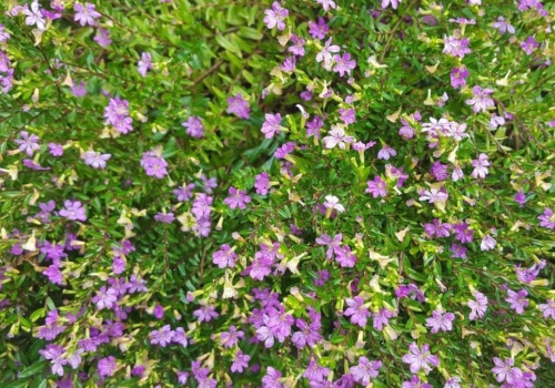 Posadź to na balkonie zamiast pelargonii. Ta roślina znosi upał lepiej niż myślisz