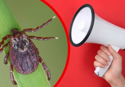 Eksperci biją na alarm. Nowy gatunek kleszcza rozprzestrzenia się w Niemczech. „Jest niebezpieczny”