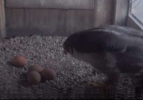 Wanda z Czajnikiem czekają na potomstwo. W lubelskim gnieździe sokołów są już cztery jaja