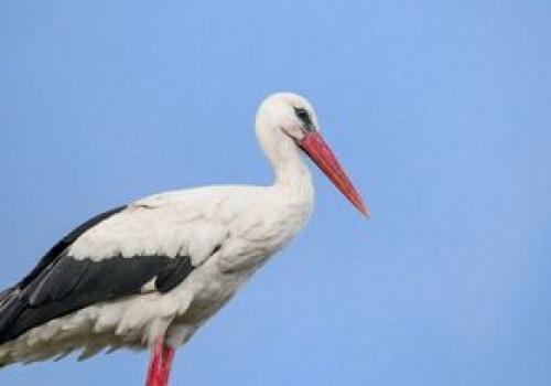 Sławny bocian już nie jest sam. W gnieździe zaczyna się kluczowy czas