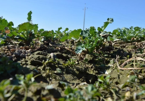 Pierwsza dawka azotu pod rzepak w 2026 roku. Ile i kiedy zastosować?