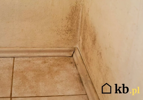 Zaczyna się od wilgoci przy podłodze. Rachunek za taką naprawdę jest ogromny