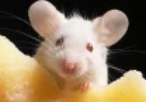 Po 57 pokoleniach klony myszy padły martwe klonowanie ma limit