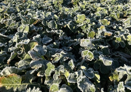 Rusza wiosenny sezon ubezpieczeń upraw w Generali Polska