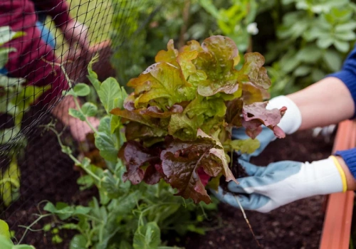 Sadź je obok siebie. W małym ogrodzie robi to ogromną różnicę