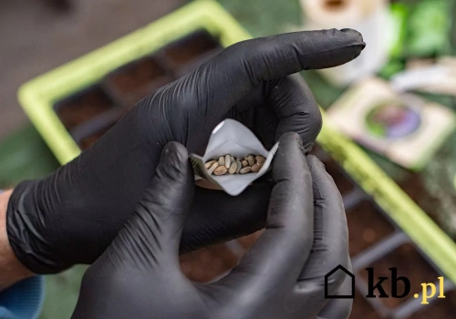 Dlaczego rozdawanie własnych nasion jest zabronione? Grozi za to ponad 2000 zł grzywny