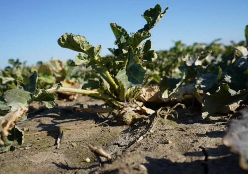 Ile siarki pod rzepak i zboża? To decyduje o pobieraniu azotu