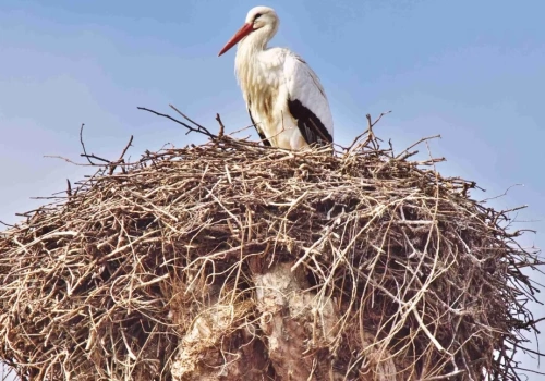 Czy wiesz, że … bocianie gniazdo może mieć ponad 100 lat i ważyć tyle co mały samochód?