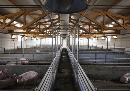 W pobliżu Ciechanowa planowana jest towarowa hodowla świń