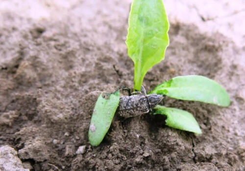 Nowy środek do zwalczania szarka komośnika w burakach cukrowych