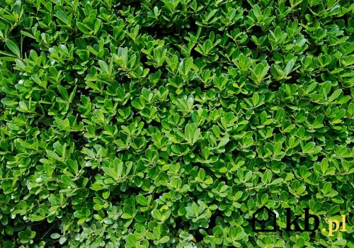 Zamiast bukszpanu posadzili to. Efekt? Zero problemów z ćmą