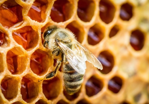 Podkarpacie – 550 tys. PLN na poprawę warunków fitosanitarnych pszczół