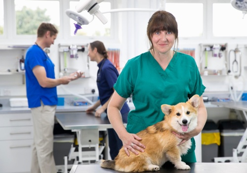 Koniec ukrytych opłat u weterynarzy. Rząd wprowadza limity i obowiązkowe cenniki.