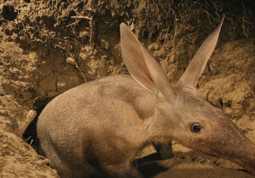 Odrzuciła go matka. Mrównik stanie się atrakcją zoo we Wrocławiu
