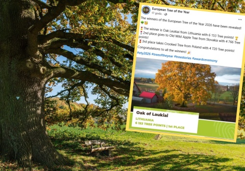 Polski wiąz musiał uznać wyższość rywali. Konkurs na Europejskie Drzewo Roku rozstrzygnięty